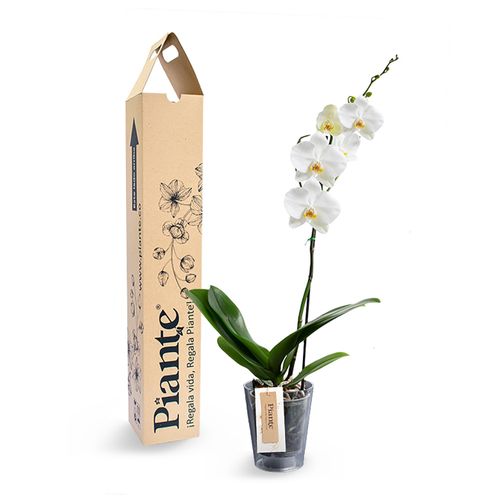 Orquídea premium blanca en matera policarbonato