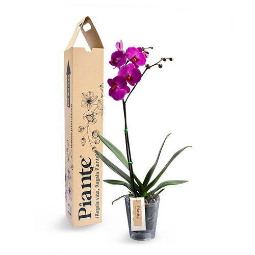 Orquídea premium morada en matera policarbonato