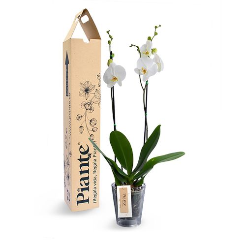 Orquídea supreme blanca en matera policarbonato
