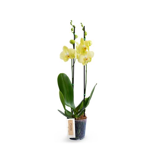 Orquídea Supreme FERRARA en matera de cultivo