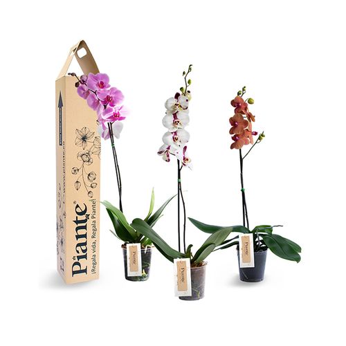 Combo x3 orquídeas premium en Matera de Cultivo