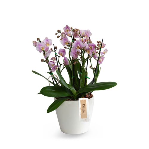 Arreglo 5 orquídeas mini  supreme con matera ALASKA