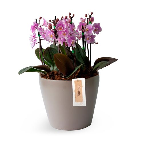 Arreglo 5 orquídeas mini  supreme en matera TAUPE