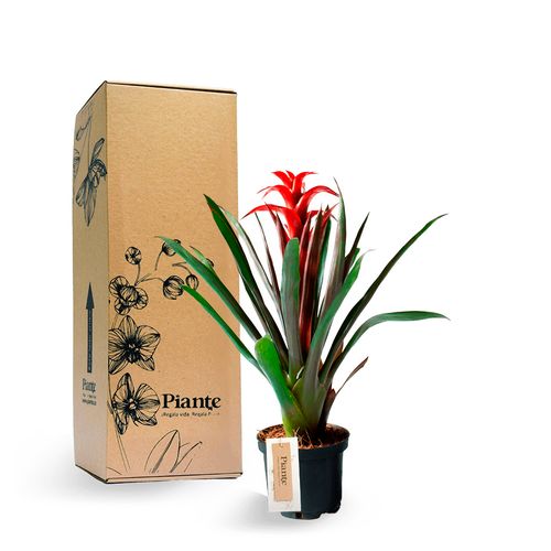 Bromelia Guzmania roja en matera de cultivo
