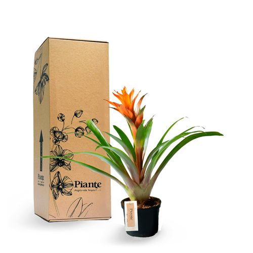 Bromelia Guzmania bicolor en matera de cultivo