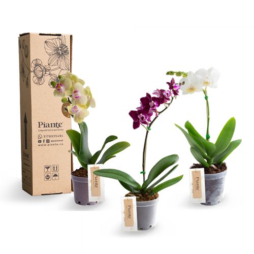 Combo x3 orquídeas Mini Premium en matera de cultivo