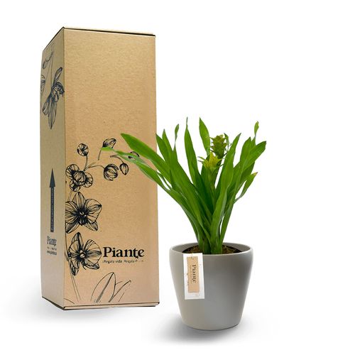 Bromelia Nidularium  en matera  ceramira Taupe