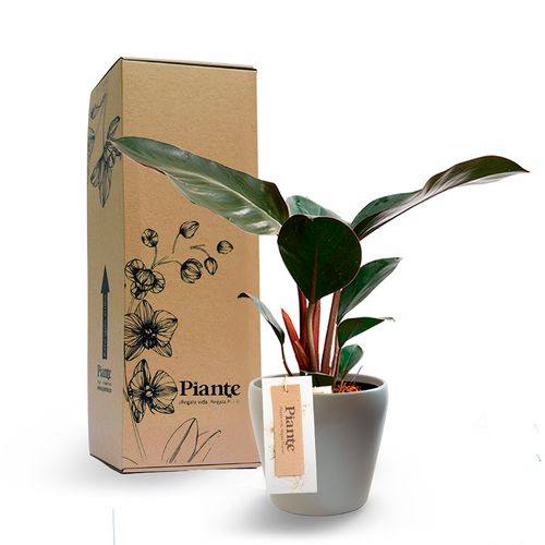 Philodendron Congo Rojo en Matera Taupe