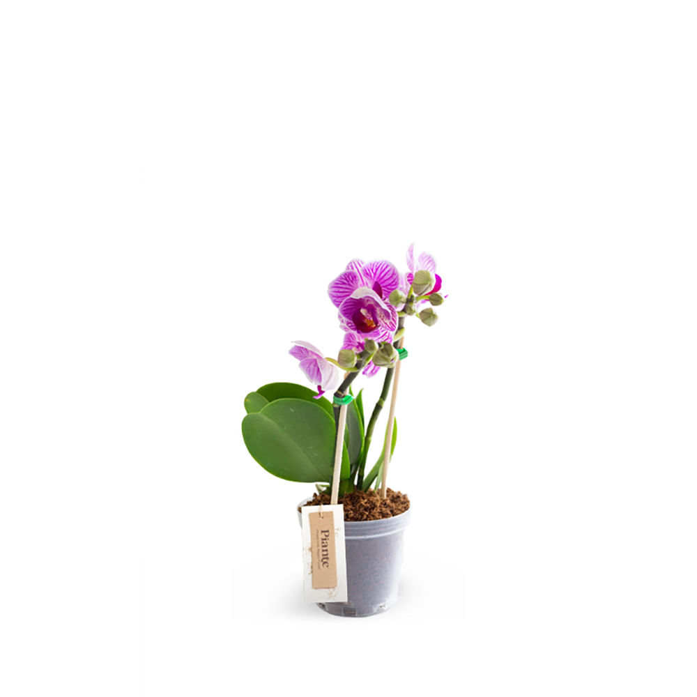 Orquídea Mini morada en matera de cultivo