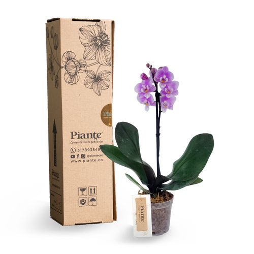 Orquídea Mini Premium Porto  en matera de cultivo