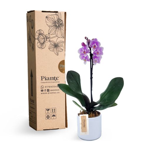 Orquídea Mini Premium Porto  en matera cerámica