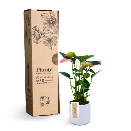 Anturio Mini Matata en Ceramica Blanca