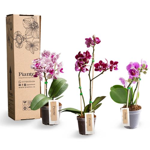 Combo x3 orquídeas Mini Supreme  en matera de cultivo