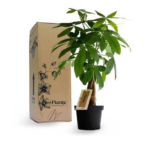 Pachira en matera de cultivo