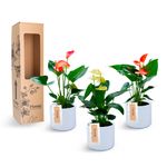 combo-x3-midi-anturio-matera-ceramica