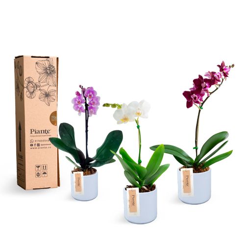 Combo x3 orquídeas Mini Premium en ceramica blanca