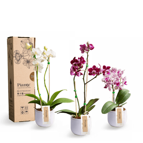 Combo x3 orquídeas Mini Supreme en matera  ceramica