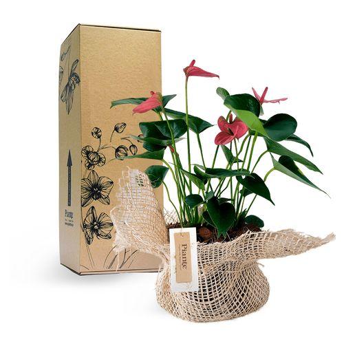 Giardino di anthurium Royal Pink en  Fique