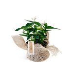 giardino-eclyps-fique