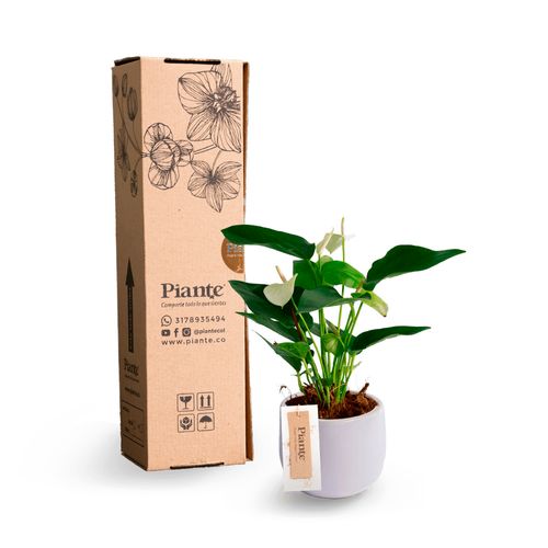 Anturio Mini Blanco en Ceramica Blanca