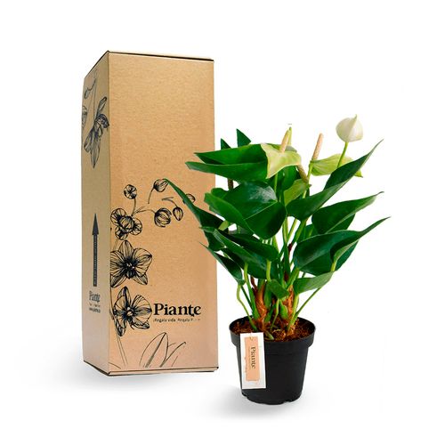 Anturio Midi Vanilla en Matera de cultivo
