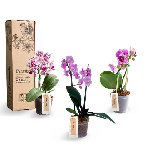 Combo x3 Orquídeas Mini Supreme-