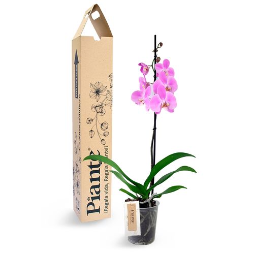 Orquídea premium Rosada Mineapolis en matera de cultivo