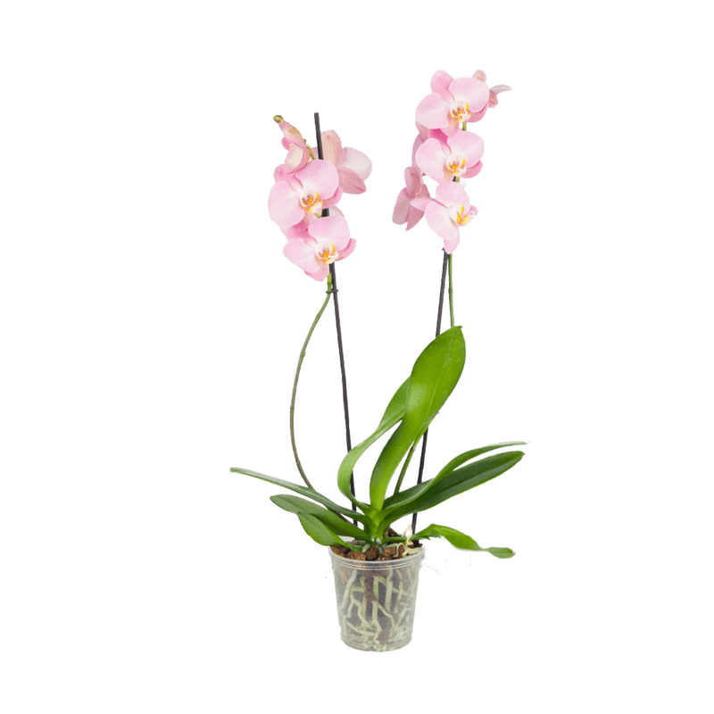 Orquidea-rosada