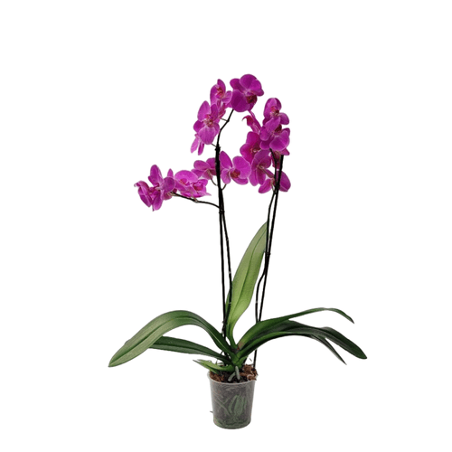 2x1 Orquídea supreme florecida morada en matera de cultivo