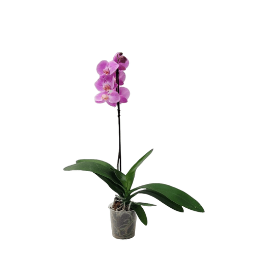 2x1 Orquídea premium florecida rosada en matera de cultivo