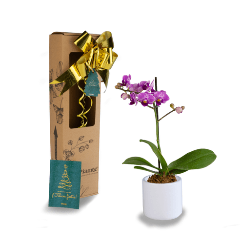 Orquidea Mini Premium Salitre  en Ceramica Blanca