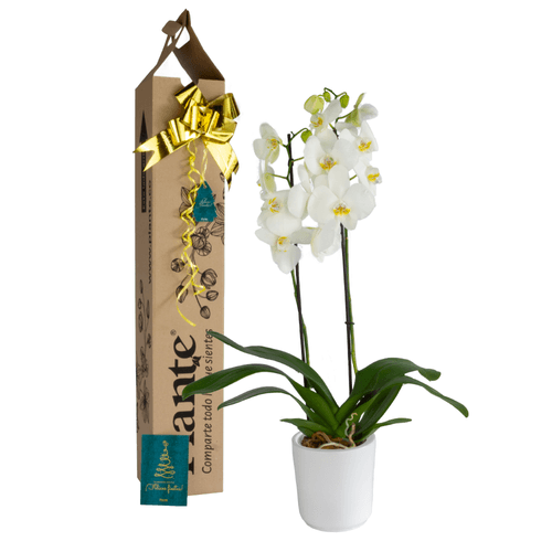 Orquídea supreme Nothingham en matera ceramica blanca