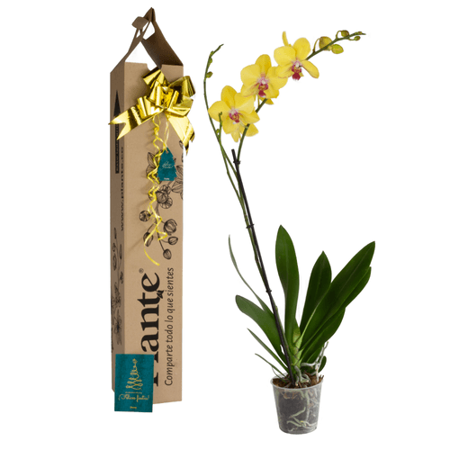 Orquídea premium modena en matera de cultivo