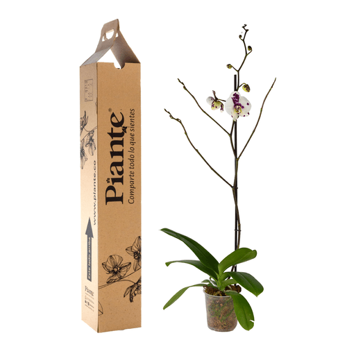 Orquídea Grandi premium EXOTICA Palamos