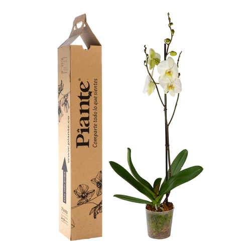 Orquídea Grandi premium BLANCO Leeds