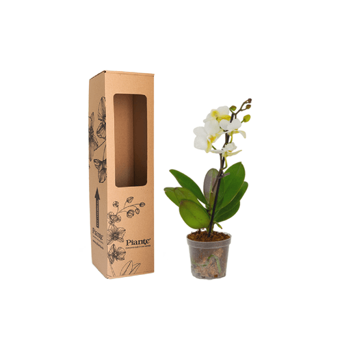 Orquídea Mini PREMIUM BLANCO Zurich