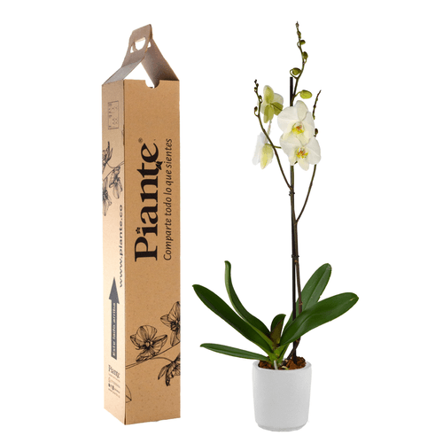 Orquídea Grandi Premium Leeds en matera cerámica blanca