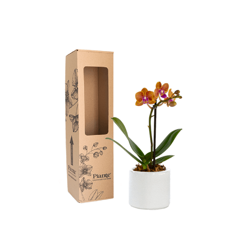 Orquídea Mini Premium Penelope en matera cerámica blanca