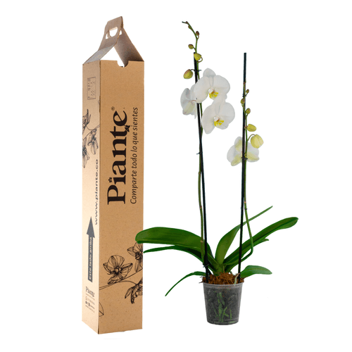 Orquídea Grandi supreme BLANCO Oxford