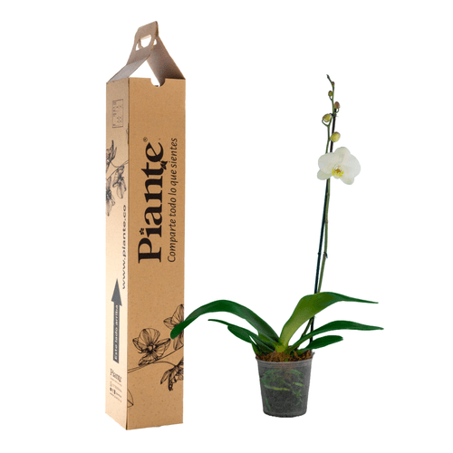 Orquídea Grandi premium BLANCO Oxford