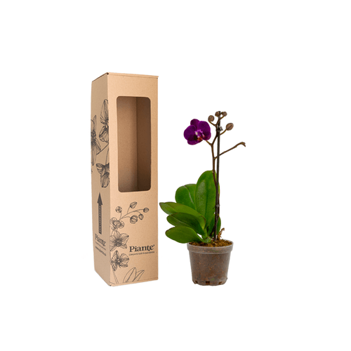 Orquídea Mini PREMIUM MORADO Caracas