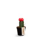 Cactus-Rojo-Mcultivo--vtex