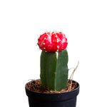 Cactus-Rojo-Detalle-vtex