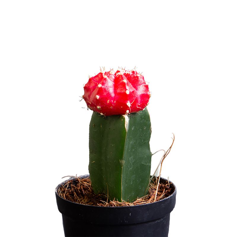 Cactus-Rojo-Detalle-vtex