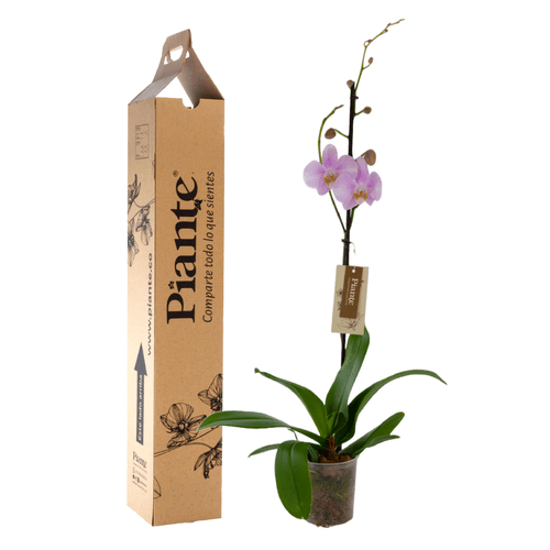 Orquídea Grandi premium ROSADO Rosion