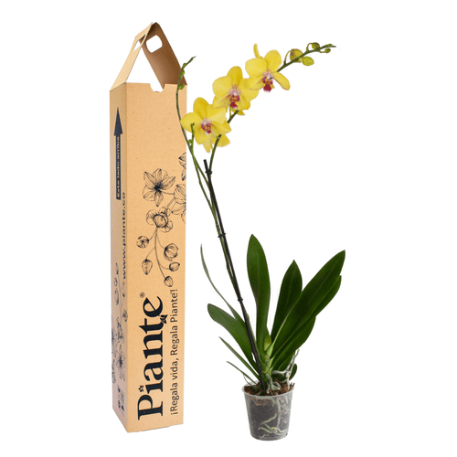 Orquídea Grandi premium AMARILLO Modena