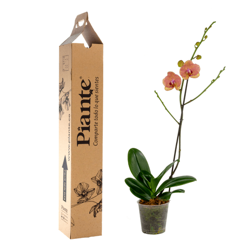 Orquídea Grandi premium EXOTICA Attina