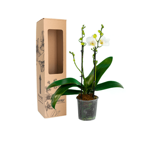 Orquídea Midi SUPREME BLANCO Fara