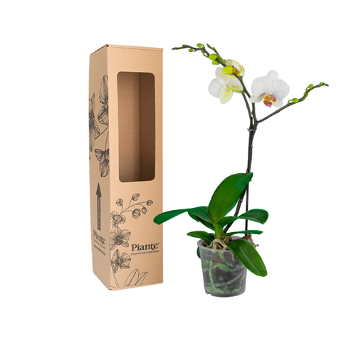 Orquídea Midi PREMIUM BLANCO LABIO ROJO Forest