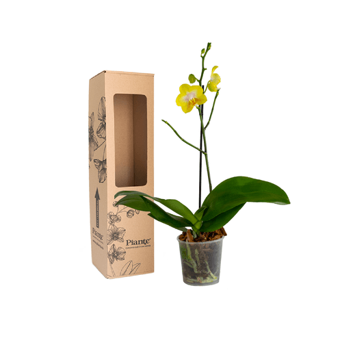 Orquídea Midi PREMIUM AMARILLO Arezzo